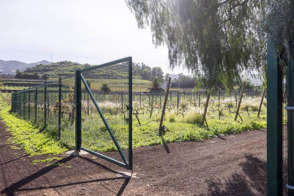 Casita Entre Vinedos, Experiencia Rural, Ideal Ninos. Tegueste Zewnętrze zdjęcie